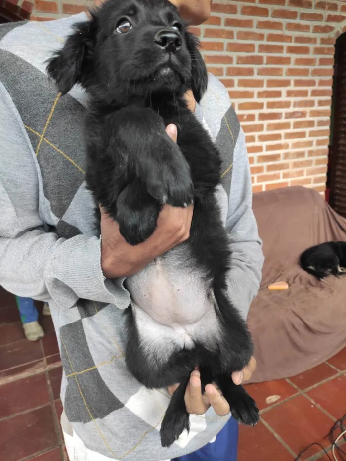 Cachorro ra a SRD idade 2 a 6 meses nome Vênus