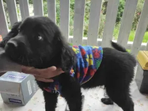 Cachorro raça SRD idade 2 a 6 meses nome Vênus