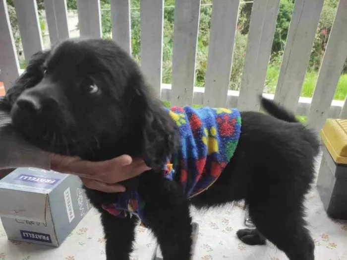 Cachorro ra a SRD idade 2 a 6 meses nome Vênus