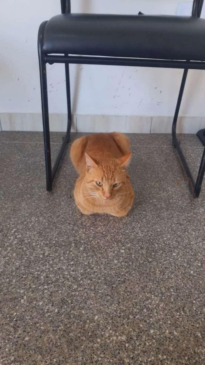Gato ra a SRD idade 2 anos nome Garfield