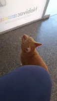 Garfield