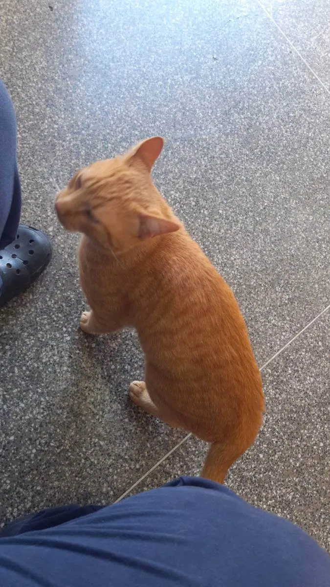 Gato ra a SRD idade 2 anos nome Garfield