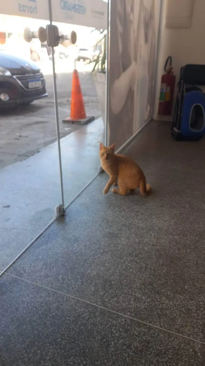 Gato ra a SRD idade 2 anos nome Garfield