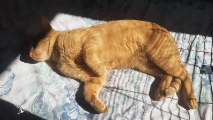Gato ra a SRD idade 2 anos nome Garfield