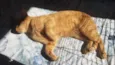 Garfield