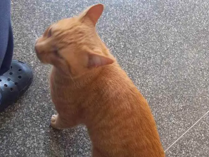 Gato ra a SRD idade 2 anos nome Garfield