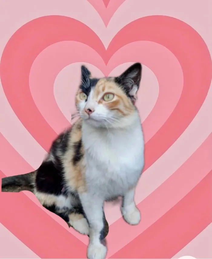 Gato raça Srd idade 1 ano nome Anouk linda gatinha 