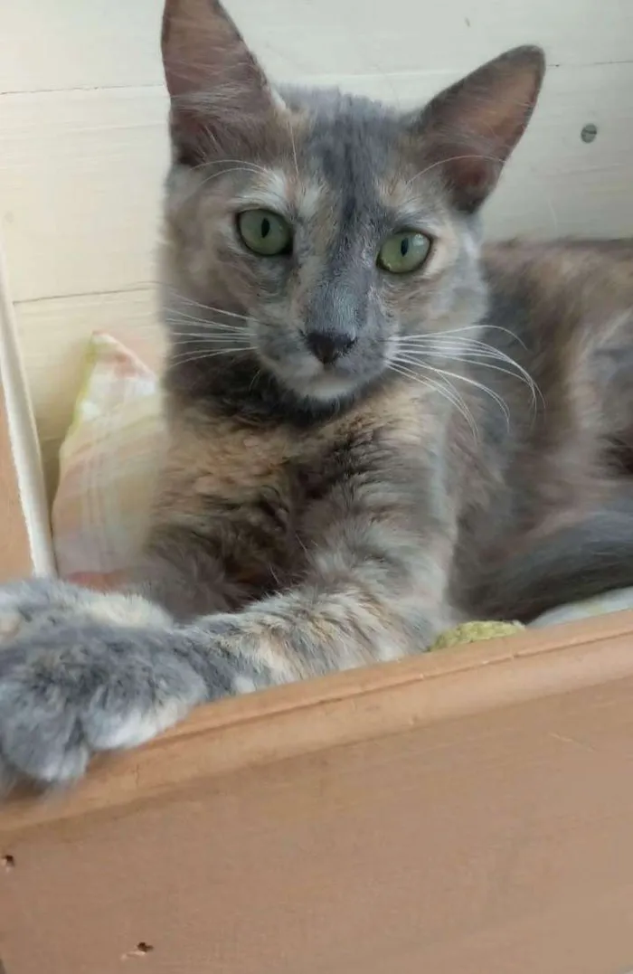 Gato ra a Srd idade 2 a 6 meses nome Suzy
