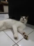 Khaleesi