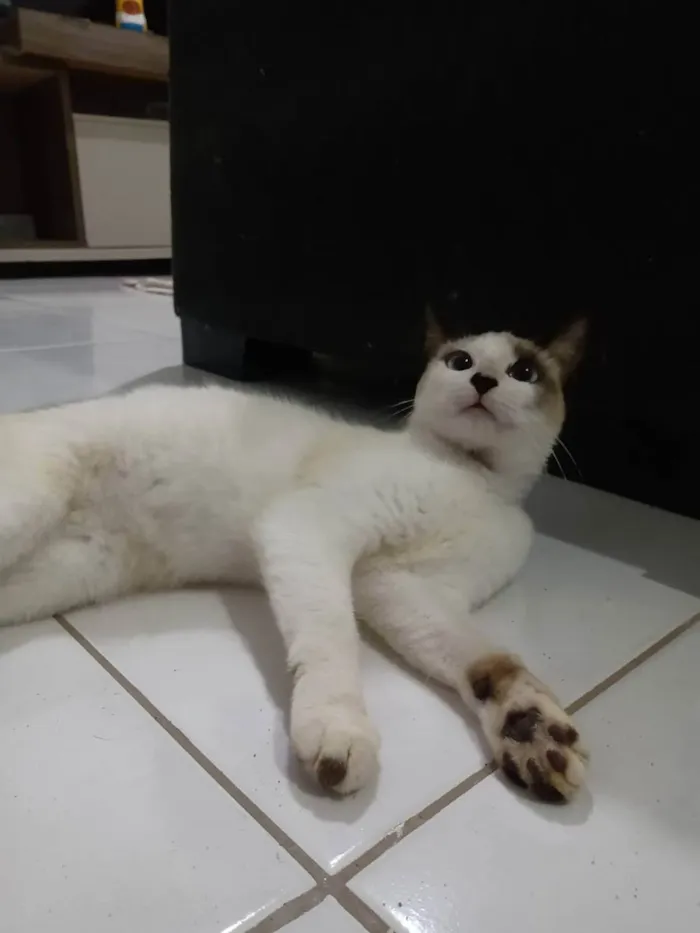 Gato raça Não sabemos. idade 2 a 6 meses nome Khaleesi