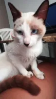 Khaleesi