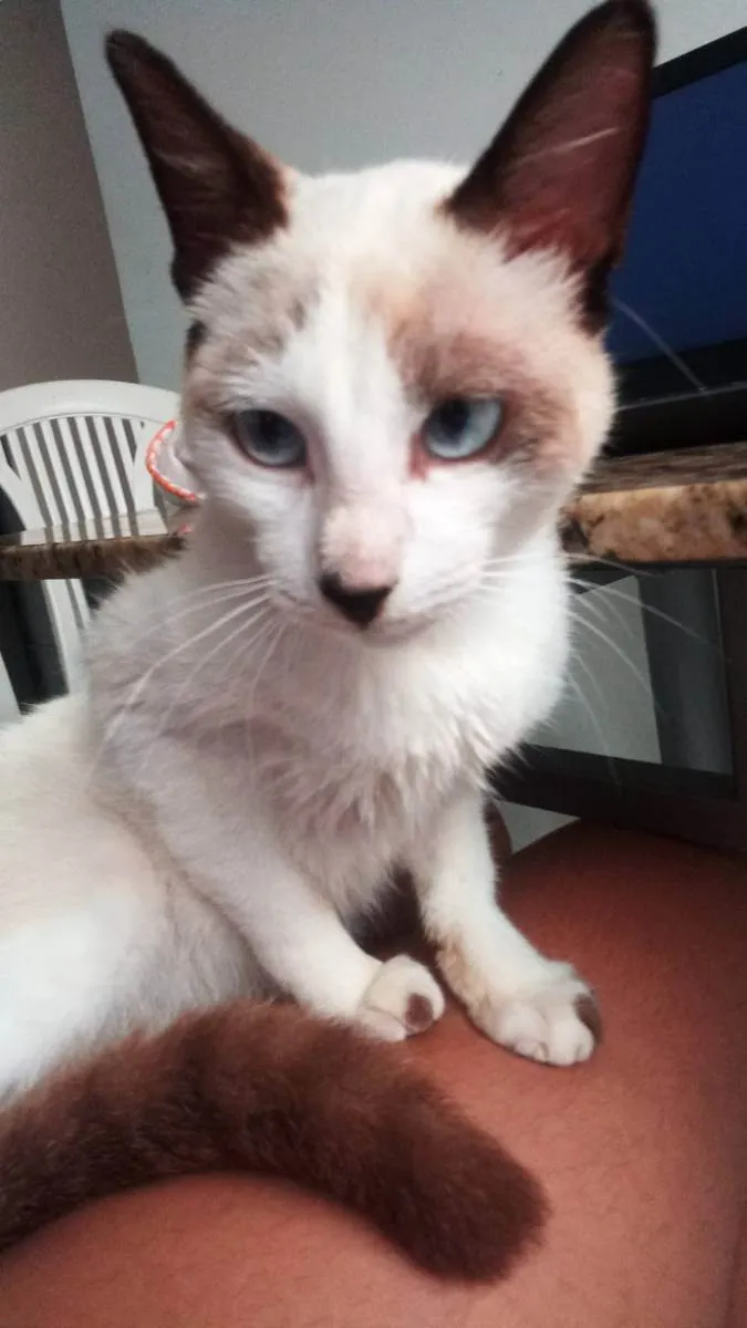 Gato raça Não sabemos. idade 2 a 6 meses nome Khaleesi