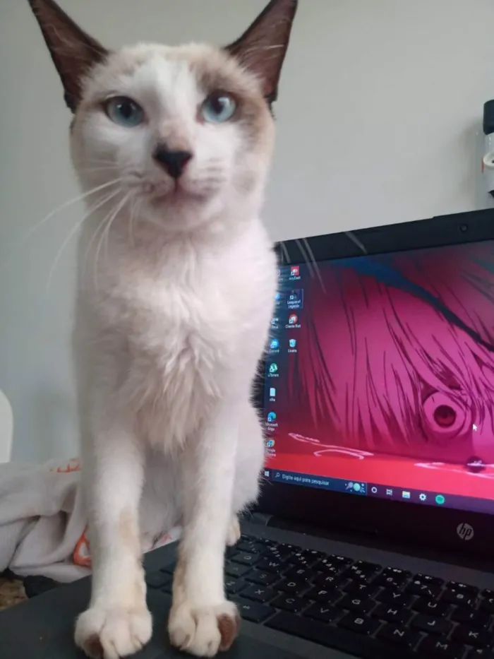 Gato raça Não sabemos. idade 2 a 6 meses nome Khaleesi