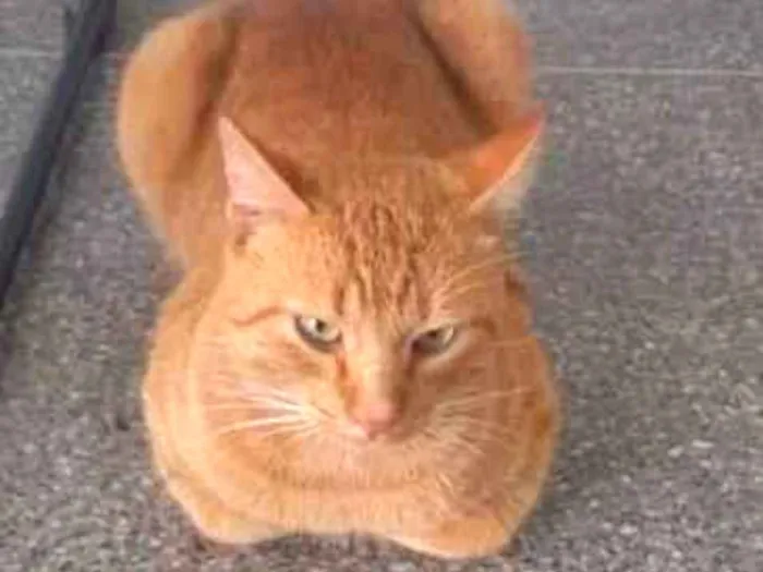Gato ra a SRD idade 2 anos nome Garfield