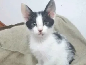 Gato raça SRD idade 2 a 6 meses nome ODIN