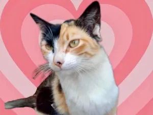 Gato raça Srd idade 1 ano nome Anouk linda gatinha 