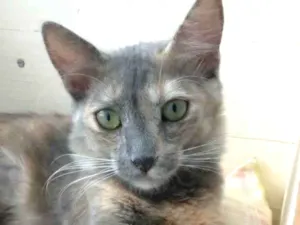Gato raça Srd idade 2 a 6 meses nome Suzy