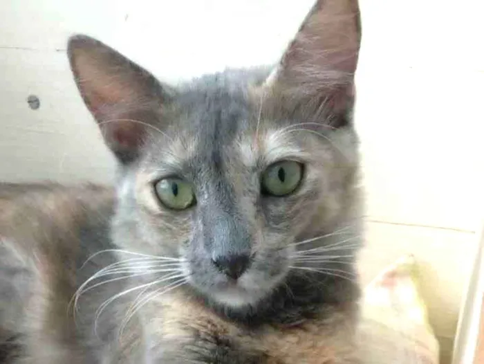 Gato ra a Srd idade 2 a 6 meses nome Suzy