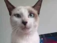 Khaleesi