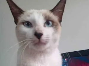 Gato raça Não sabemos. idade 2 a 6 meses nome Khaleesi