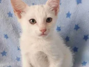Gato raça SRD idade 2 a 6 meses nome SIMBA