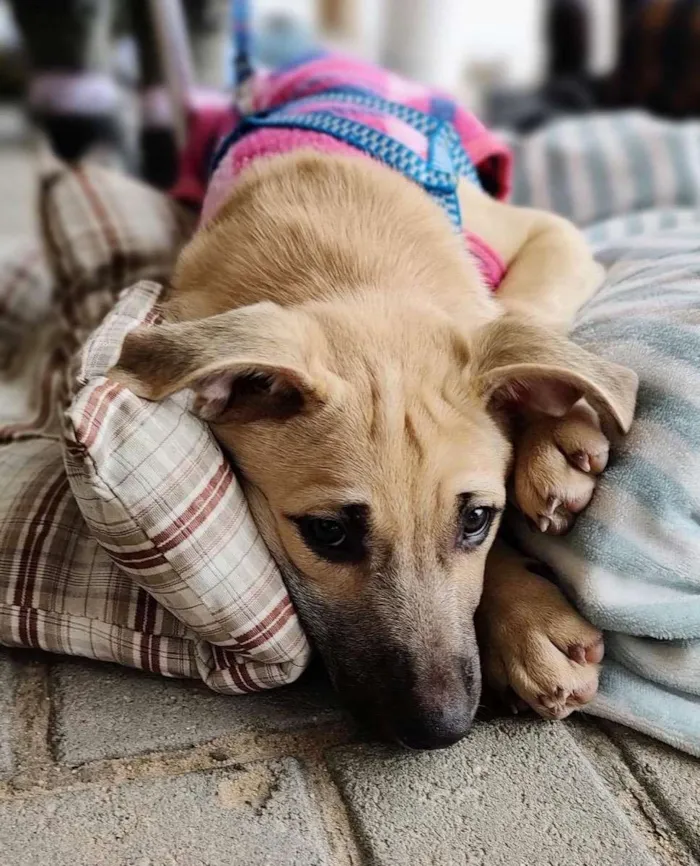 Cachorro ra a  idade 2 a 6 meses nome Canela e Cangica 