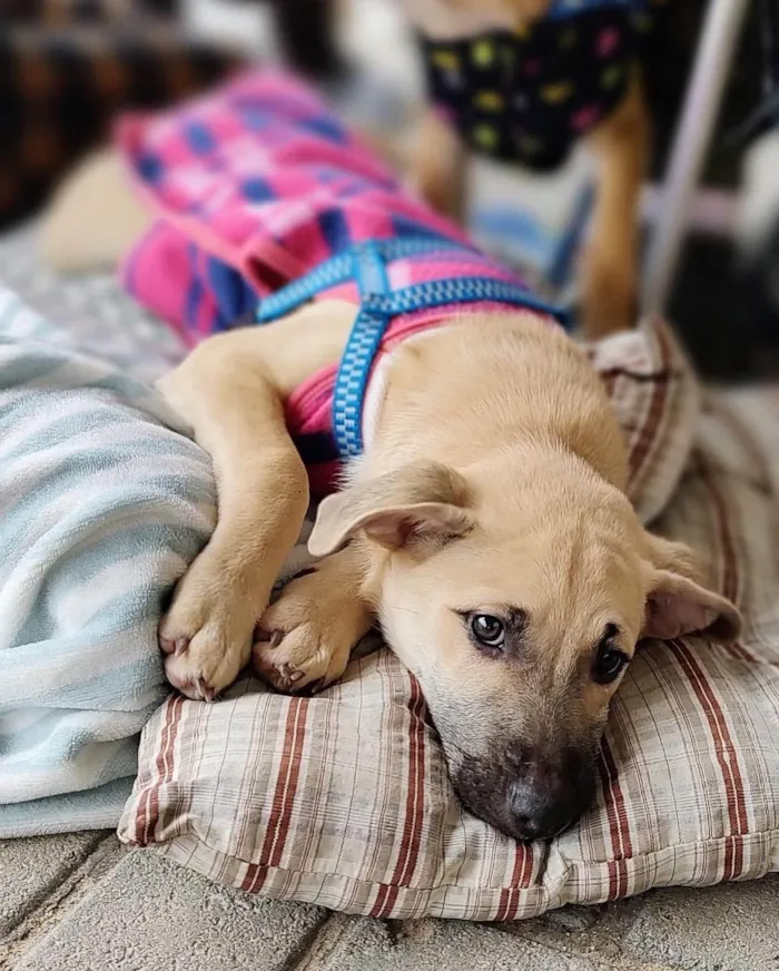 Cachorro ra a  idade 2 a 6 meses nome Canela e Cangica 