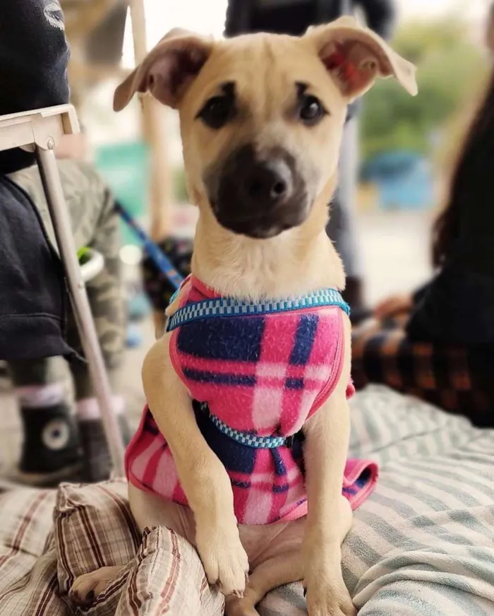 Cachorro ra a  idade 2 a 6 meses nome Canela e Cangica 