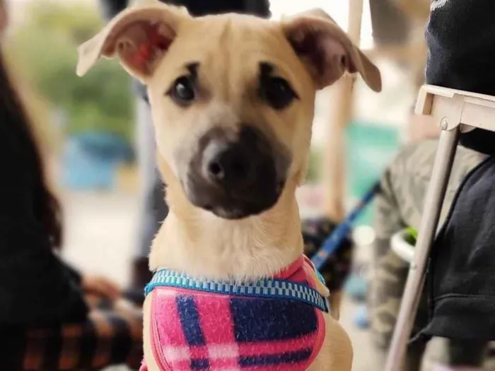 Cachorro ra a  idade 2 a 6 meses nome Canela e Cangica 