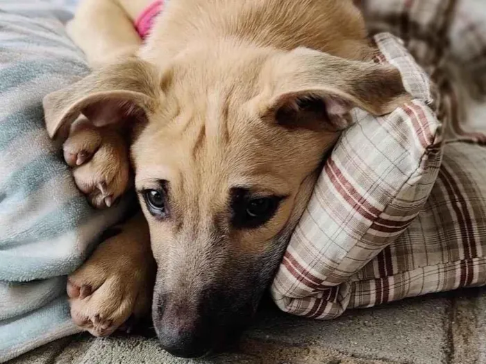 Cachorro ra a  idade 2 a 6 meses nome Canela e Cangica 