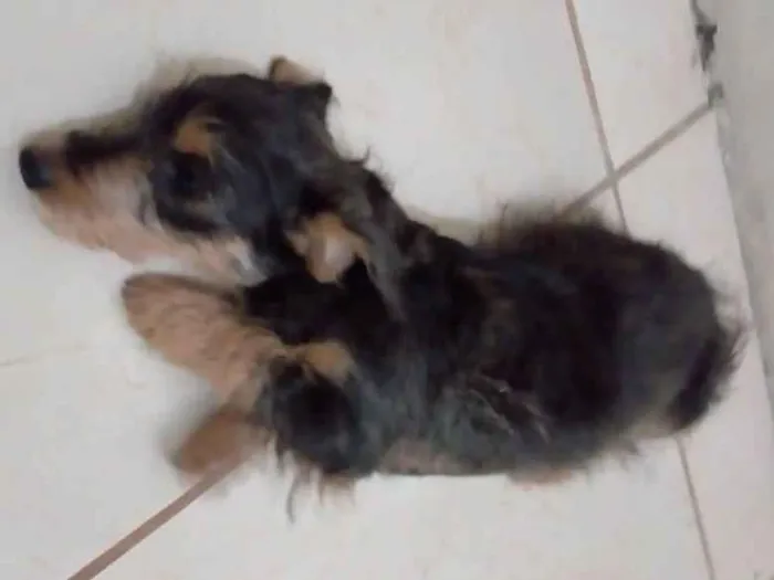 Cachorro ra a Puddlo com vira lata idade 2 a 6 meses nome Polly