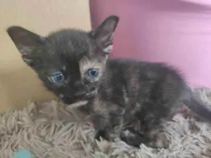 Gato raça SRD idade 2 a 6 meses nome Tiamat