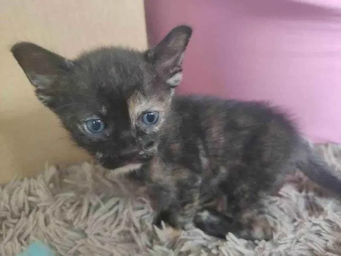 Gato raça SRD idade 2 a 6 meses nome Tiamat