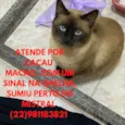 Cacau