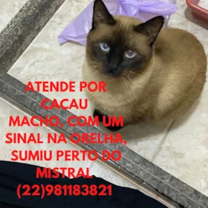 Gato raça Siamês idade 1 ano nome Cacau