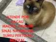 Cacau
