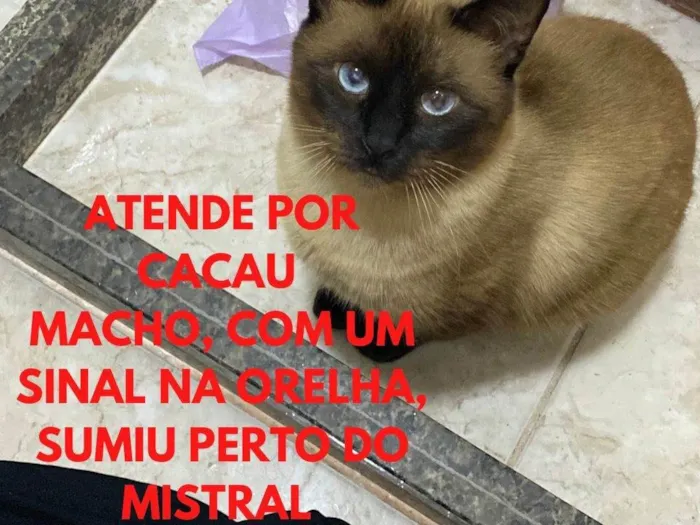 Gato raça Siamês idade 1 ano nome Cacau