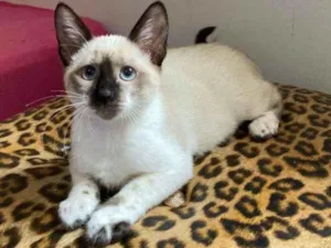 Gato raça SRD idade 2 a 6 meses nome Amarilis 