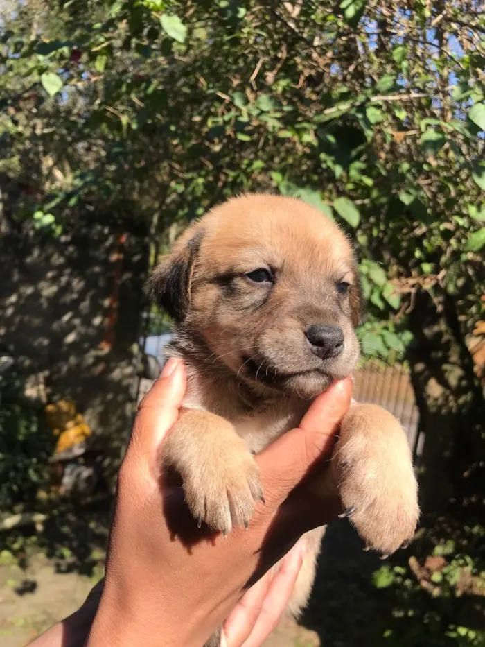 Cachorro ra a Vira lata  idade 2 a 6 meses nome (Sem nomes)