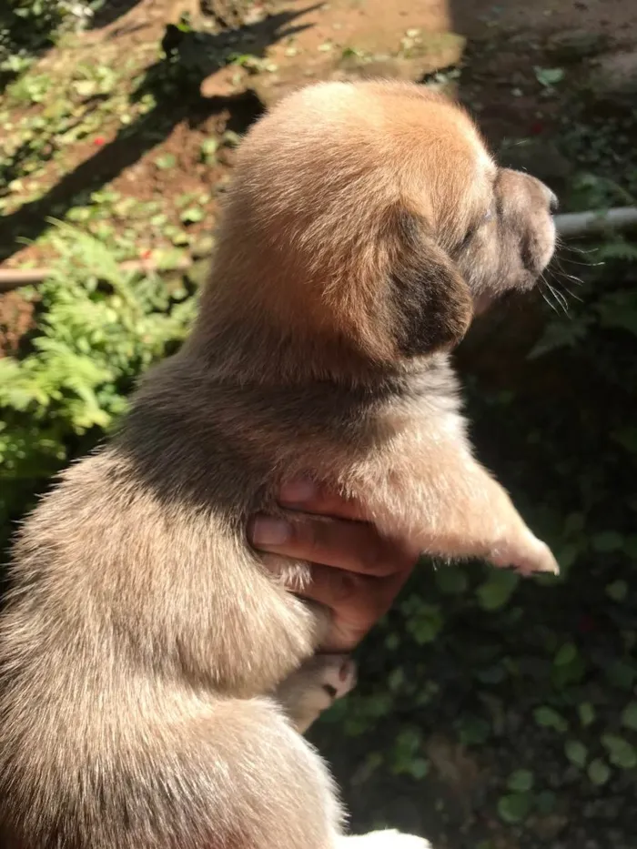 Cachorro ra a Vira lata  idade 2 a 6 meses nome (Sem nomes)