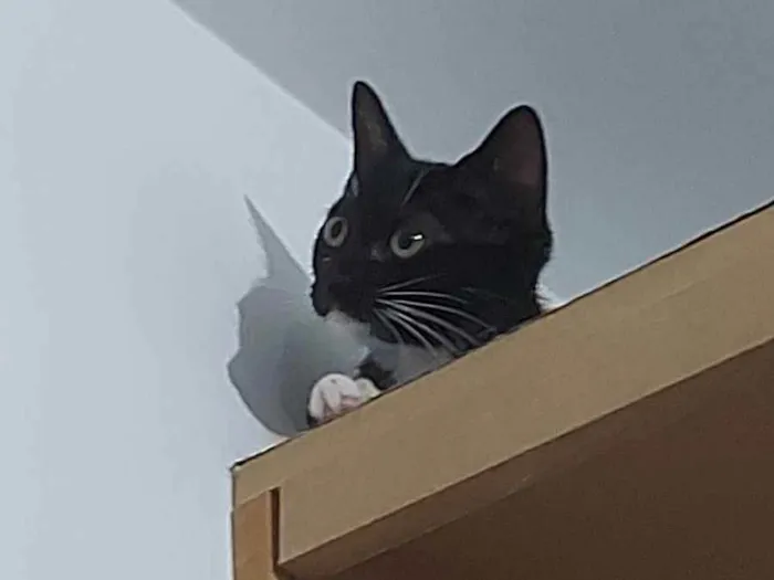 Gato raça Sem raça definida  idade 2 a 6 meses nome Meg - CASTRADA