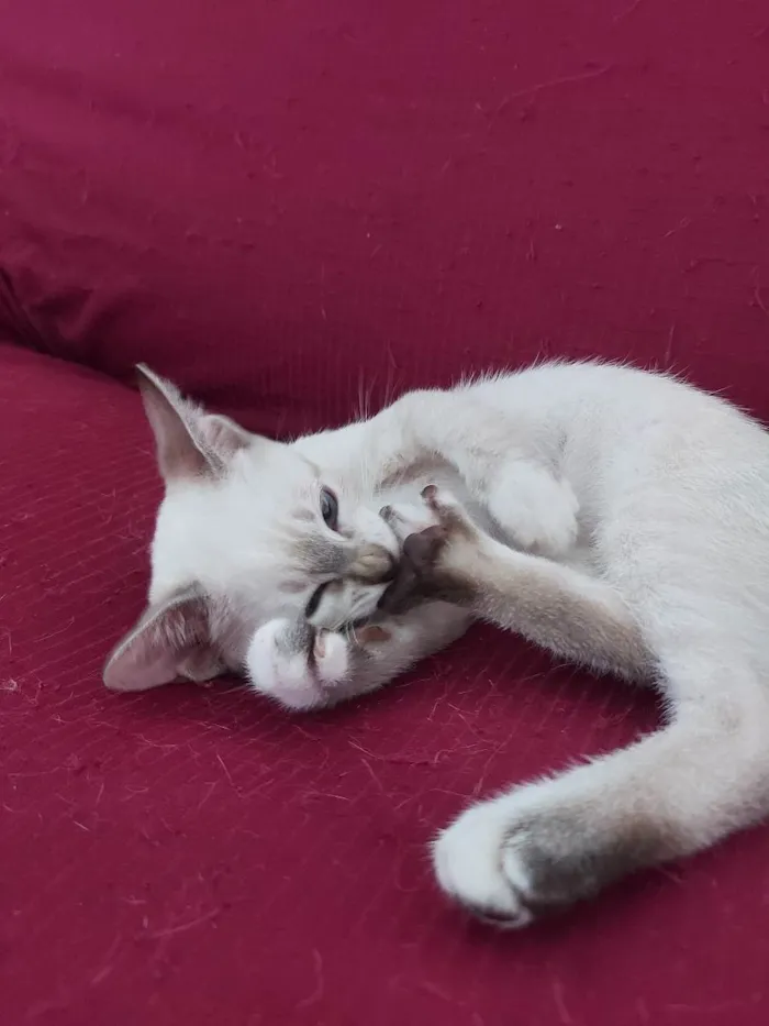 Gato raça Sem raça definida  idade 2 a 6 meses nome Maia - CASTRADA