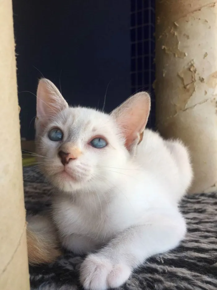 Gato raça Sem raça definida  idade 2 a 6 meses nome Cloe - CASTRADA