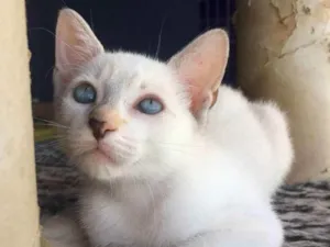 Gato raça Sem raça definida  idade 2 a 6 meses nome Cloe - CASTRADA