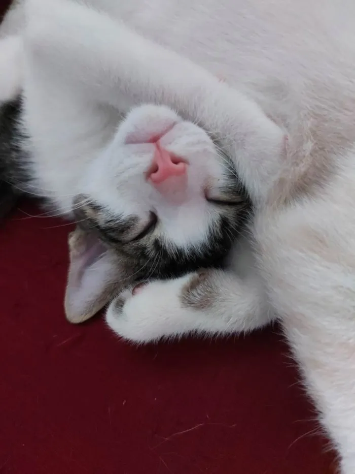 Gato raça Sem raça definida  idade 2 a 6 meses nome Molly - CASTRADO 