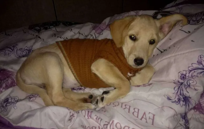 Cachorro ra a SRD idade 2 a 6 meses nome Cristal