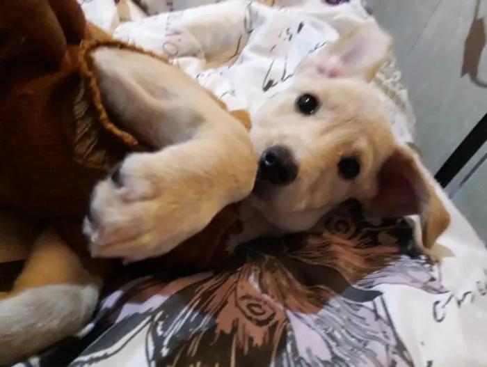 Cachorro ra a SRD idade 2 a 6 meses nome Cristal