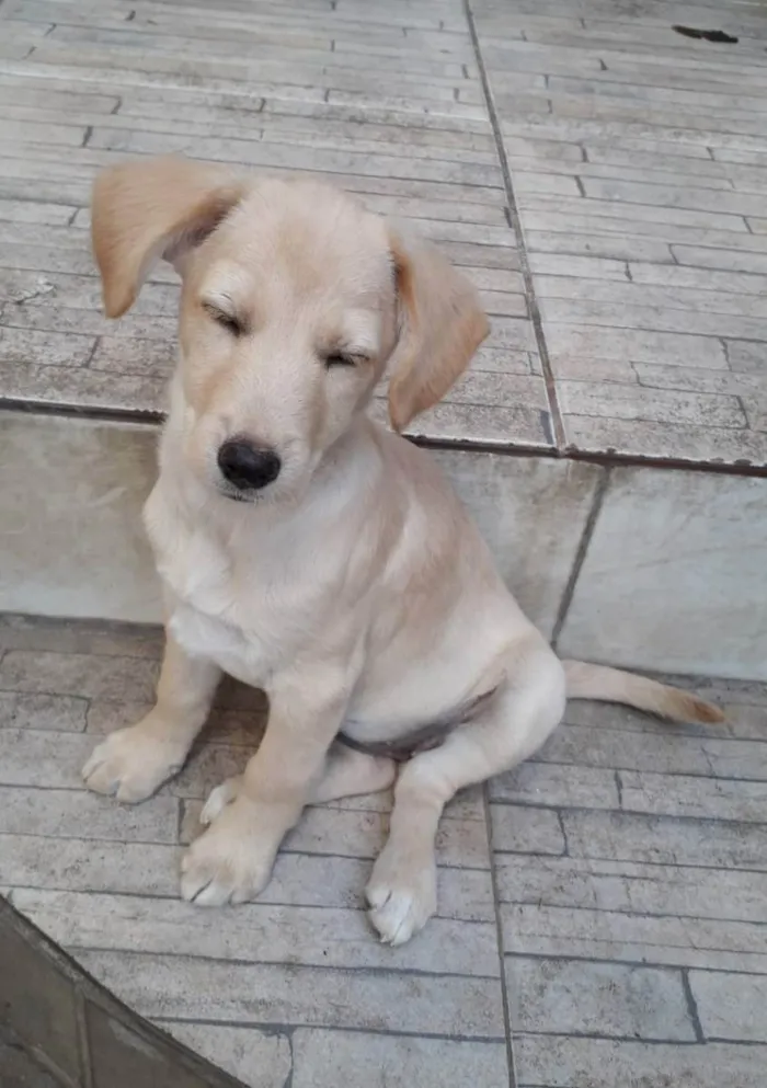 Cachorro ra a SRD idade 2 a 6 meses nome Cristal