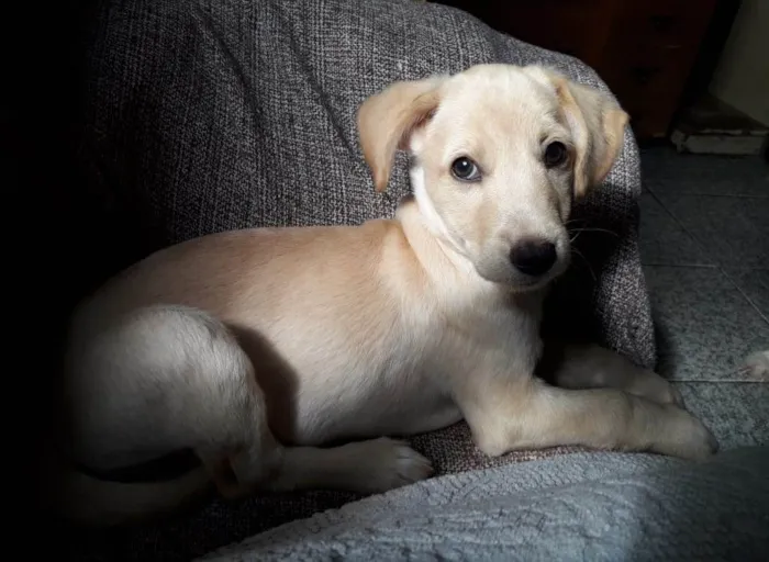 Cachorro ra a SRD idade 2 a 6 meses nome Cristal