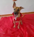 Cachorro raça Srd idade 1 ano nome Bidu